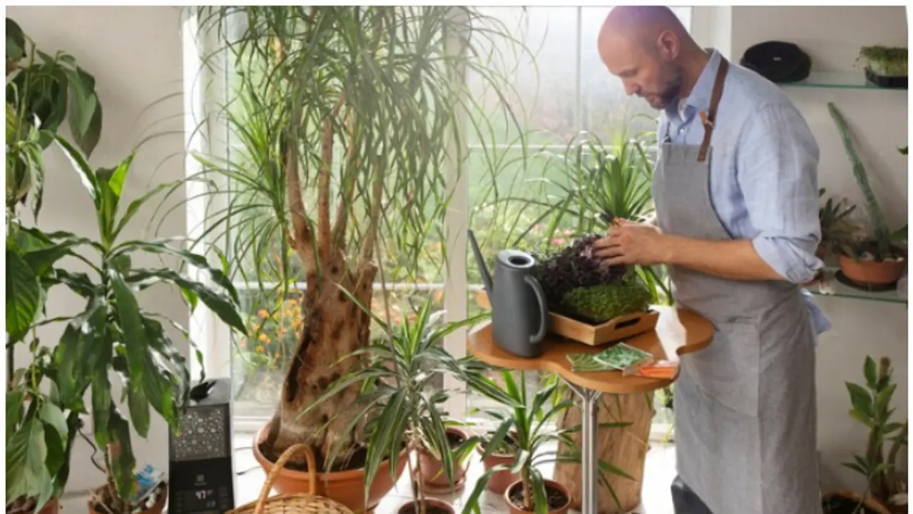 A complete guide for Apartment Gardening Tips & Best Plants A complete guide for Apartment Gardening Tips & Best Plants