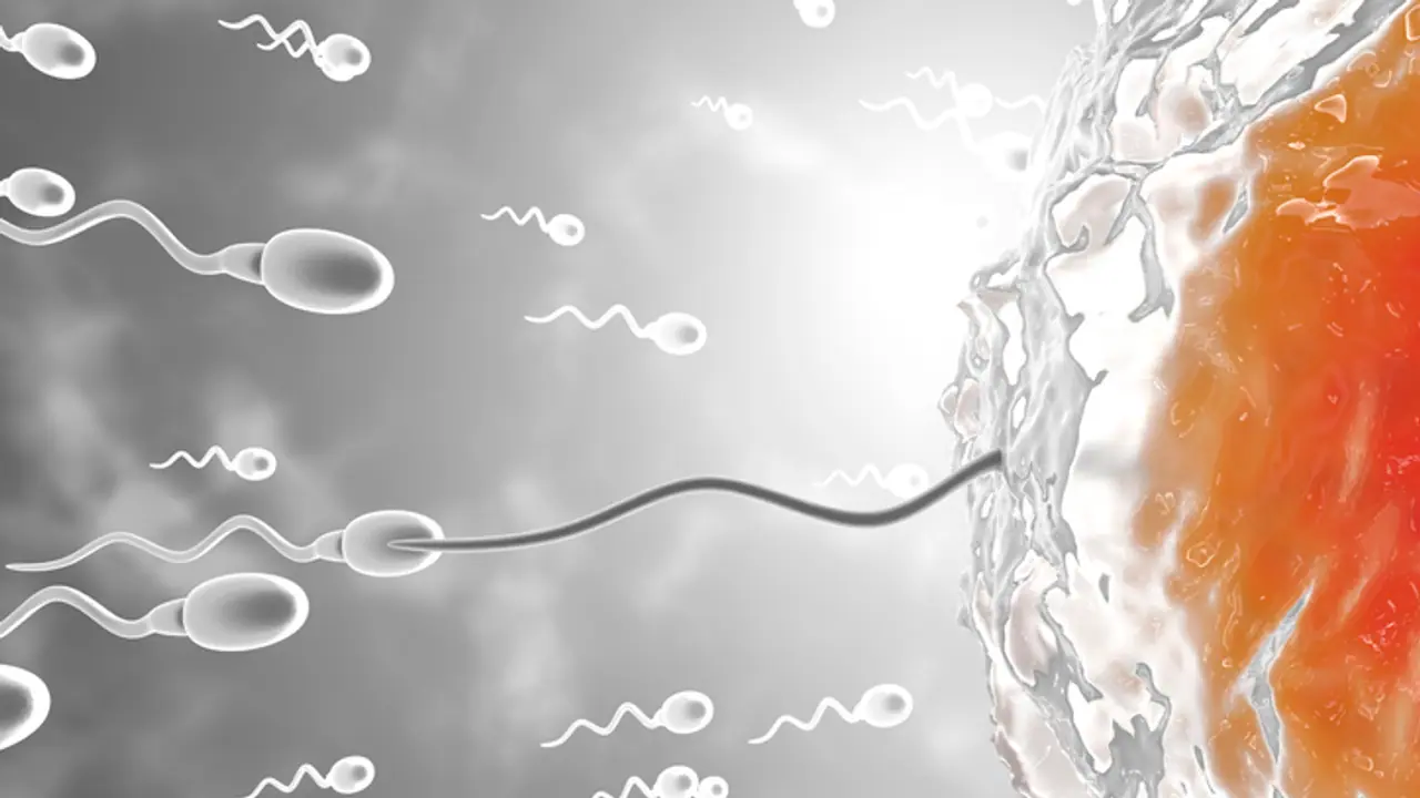 Sperm Health Matters: Know power, benefits of antioxidants in male diet 