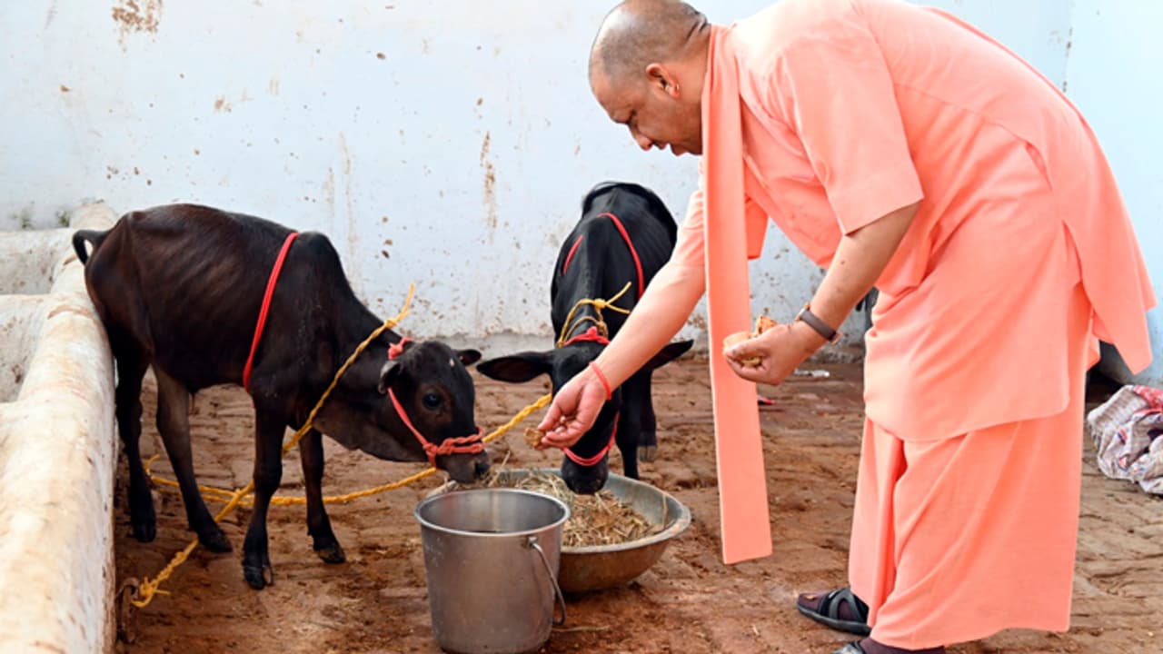 Yogi Adityanath feed Punganur breed of cow calves from Andhra Pradesh Yogi Adityanath feed Punganur breed of cow calves from Andhra Pradesh
