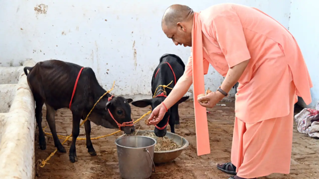 CM Yogi visits Gorakhnath Temple, feeds jaggery to a pair of Punganur cow calves from Andhra