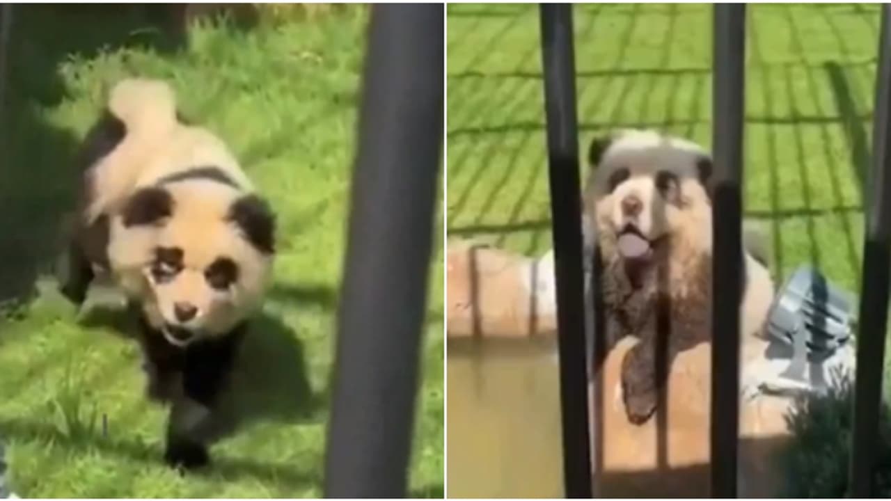 ഒറ്റനോട്ടത്തിൽ പാണ്ട, പക്ഷേ കുരയ്ക്കും!; ചൈനയിലെ മൃഗശാല ചെയ്ത പണി കണ്ടോ? കയ്യോടെ പൊക്കി സഞ്ചാരികൾ ഒറ്റനോട്ടത്തിൽ പാണ്ട, പക്ഷേ കുരയ്ക്കും!; ചൈനയിലെ മൃഗശാല ചെയ്ത പണി കണ്ടോ? കയ്യോടെ പൊക്കി സഞ്ചാരികൾ