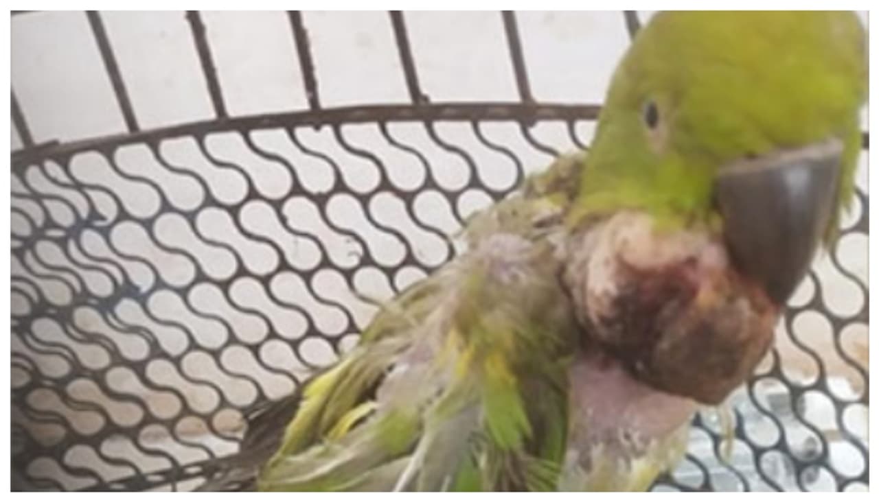 21 വയസുള്ള തത്തയുടെ കഴുത്തിൽ നിന്നും 20 ഗ്രാമോളം വളർന്ന ട്യൂമര് ശസ്ത്രക്രിയയിലൂടെ നീക്കി 21 വയസുള്ള തത്തയുടെ കഴുത്തിൽ നിന്നും 20 ഗ്രാമോളം വളർന്ന ട്യൂമര് ശസ്ത്രക്രിയയിലൂടെ നീക്കി