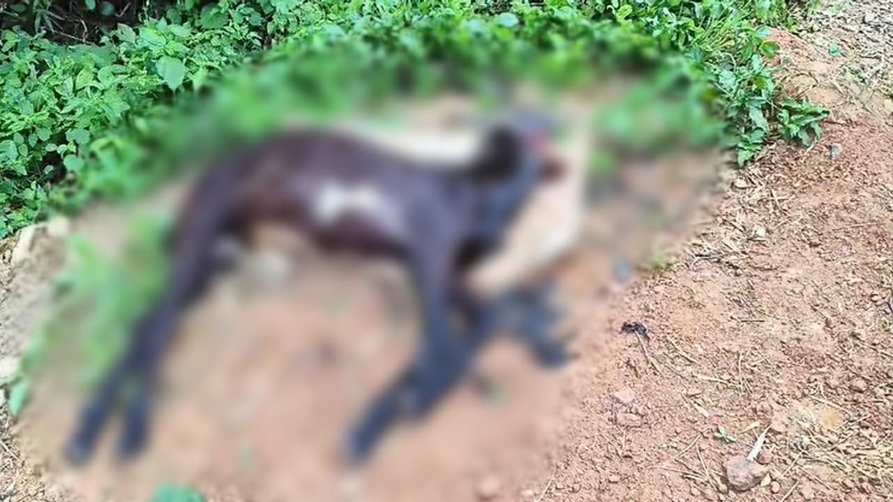 പാലക്കാട് ചാലിശ്ശേരിയിൽ കഴുത്തറത്ത നിലയിൽ ജമുനാപ്യാരി ആടിന്റെ ജഡം റോഡരികിൽ, ചെയ്തവരേയും കാരണവും തേടി പൊലീസ് പാലക്കാട് ചാലിശ്ശേരിയിൽ കഴുത്തറത്ത നിലയിൽ ജമുനാപ്യാരി ആടിന്റെ ജഡം റോഡരികിൽ, ചെയ്തവരേയും കാരണവും തേടി പൊലീസ്