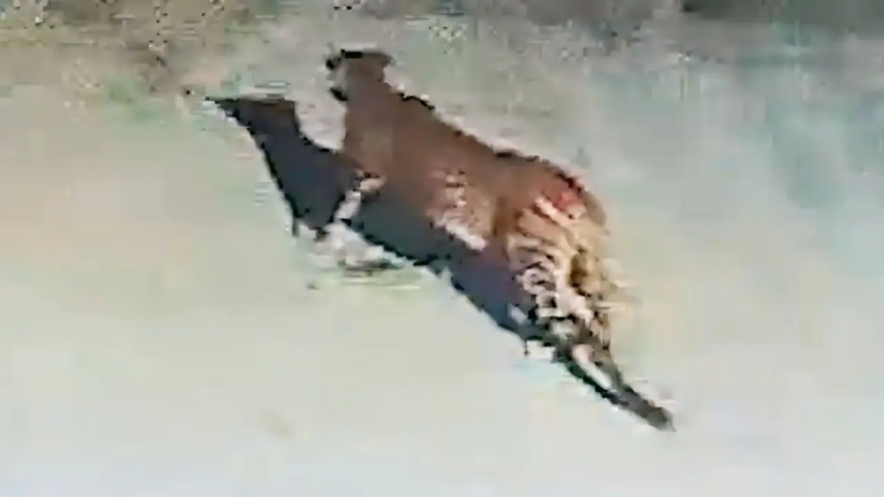 Bengaluru: Leopard spotted roaming around DMart in Electronic City; locals on edge