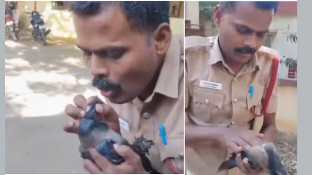 'പറന്ന് കയറിയത് ട്രാൻസ്ഫോമറിൽ, ഷോക്കടിച്ച് താഴേയ്ക്ക്', കാക്കയ്ക്ക് രക്ഷകരായി അഗ്നിരക്ഷാ സേന 'പറന്ന് കയറിയത് ട്രാൻസ്ഫോമറിൽ, ഷോക്കടിച്ച് താഴേയ്ക്ക്', കാക്കയ്ക്ക് രക്ഷകരായി അഗ്നിരക്ഷാ സേന