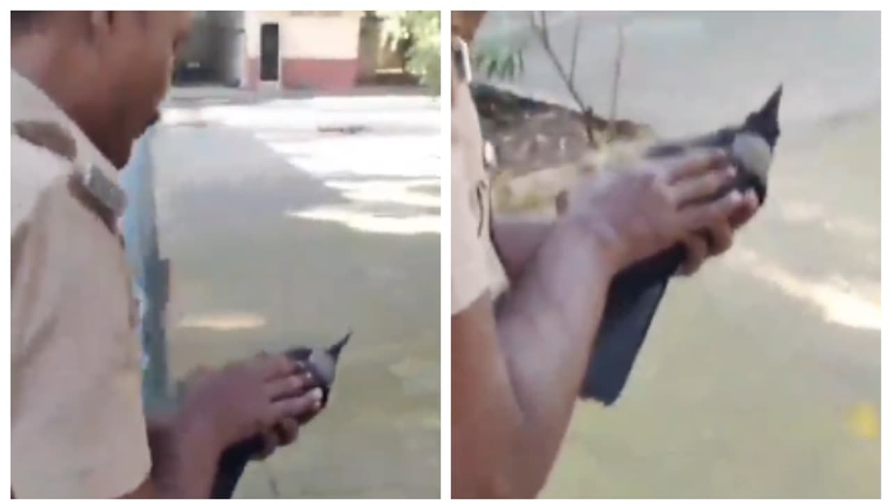 വൈദ്യുതാഘാതമേറ്റ് താഴെ വീണ കാക്കയ്ക്ക് സിപിആർ നൽകി ജീവന്‍ രക്ഷിച്ച് അഗ്നിശമന സേനാംഗം; വീഡിയോ വൈറൽ 