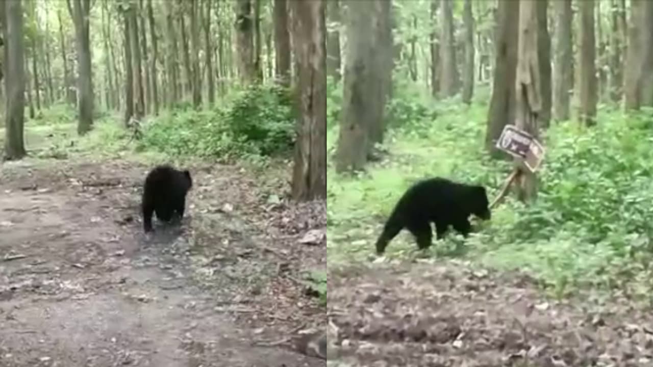 വാല്‍പ്പാറയിൽ തൊഴിലാളികള്‍ക്കുനേരെ പാഞ്ഞടുത്ത് കരടി; ആക്രമണത്തിൽ ഒരാള്‍ക്ക് പരിക്ക്
