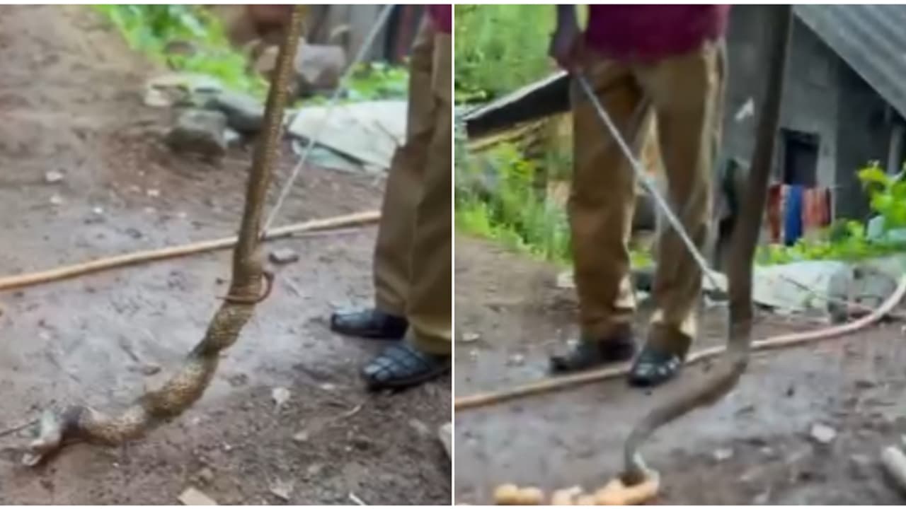 മുടപ്പക്കാട്ടെ വീട്ടിൽ നിന്ന് പിടികൂടിയ മൂർഖന്‍റെ വയർ വീർത്ത നിലയിൽ; പുറത്തേക്ക് തുപ്പിയത് 16 കോഴിമുട്ട!