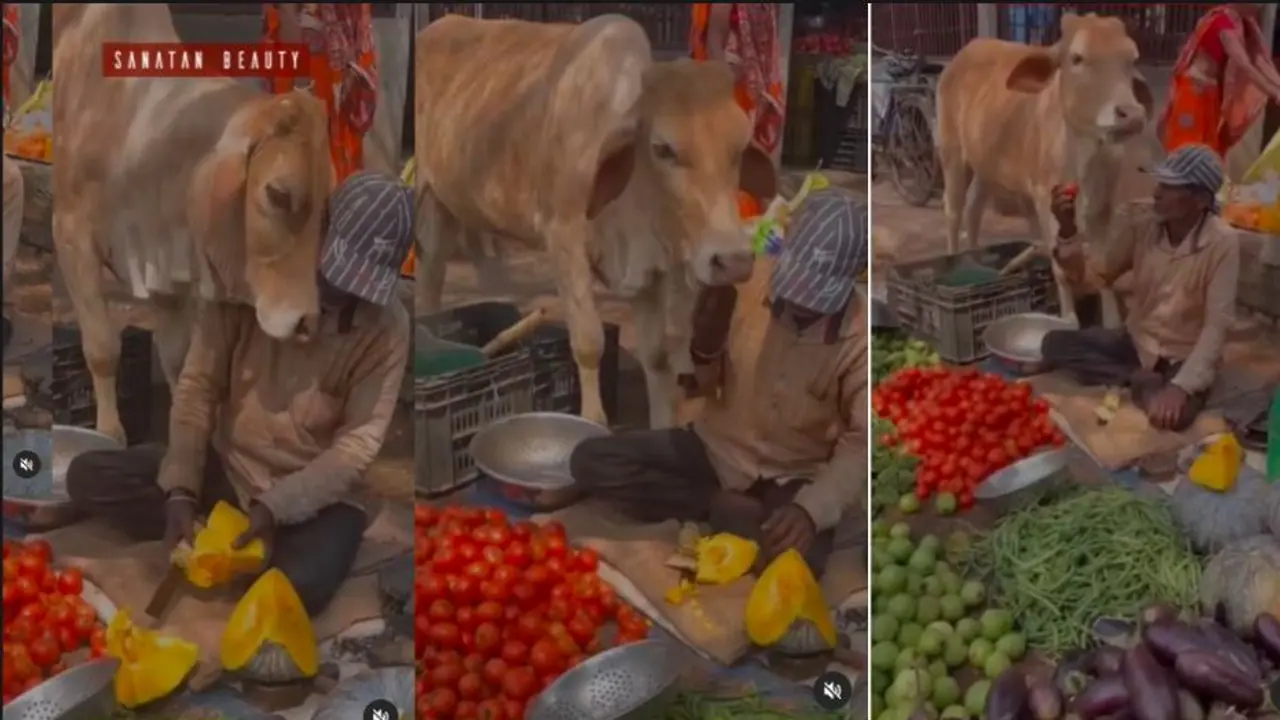 ಹಸುವಿನ ಪ್ರೀತಿಗೆ ಕರಗಿದ ತರಕಾರಿ ವ್ಯಾಪಾರಿ: ವೈರಲ್ ವೀಡಿಯೋ