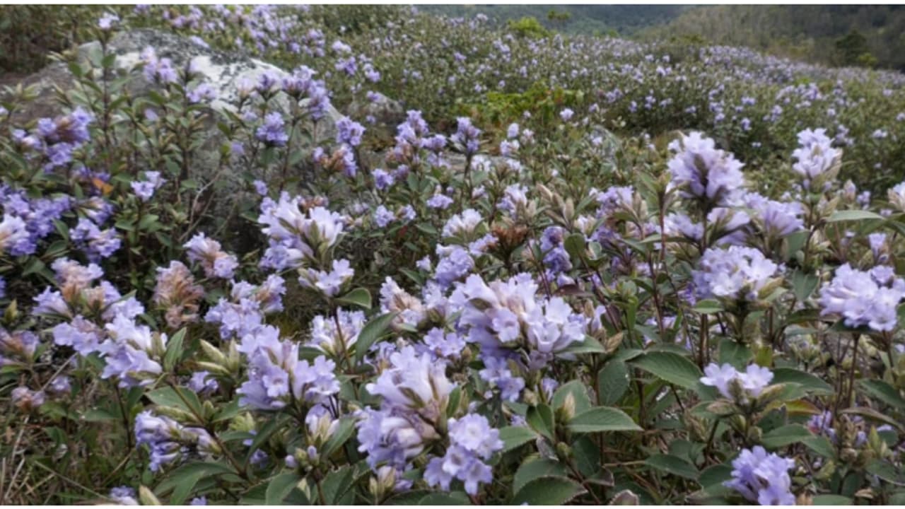 അതിക്രമിച്ച് കയറിയാല്‍ കടുത്ത പിഴ, വിലക്കേർപ്പെടുത്തി തമിഴ്നാട് വനംവകുപ്പ്; 'നീലക്കുറിഞ്ഞി കാണാനെത്തരുത്'