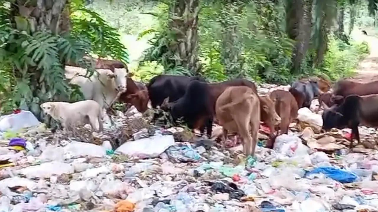 ಚಿಕ್ಕಮಗಳೂರು: ನರಸಿಂಹರಾಜಪುರ ಪಟ್ಟಣದಲ್ಲಿ ರಾಶಿ ರಾಶಿ ಕಸ, ಗ್ರಾಮಸ್ಥರ ಆಕ್ರೋಶ ಚಿಕ್ಕಮಗಳೂರು: ನರಸಿಂಹರಾಜಪುರ ಪಟ್ಟಣದಲ್ಲಿ ರಾಶಿ ರಾಶಿ ಕಸ, ಗ್ರಾಮಸ್ಥರ ಆಕ್ರೋಶ