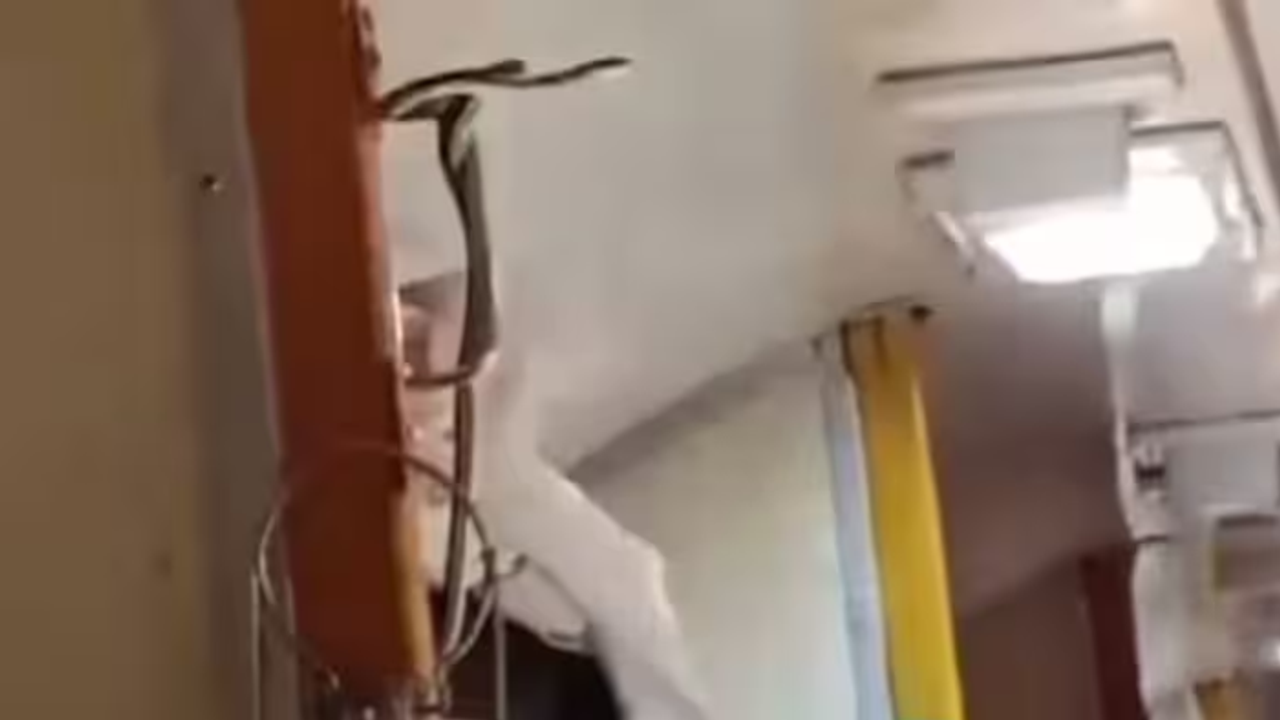 Snake on train: Panic grips passengers on Jabalpur Mumbai Garib Rath Express (WATCH)