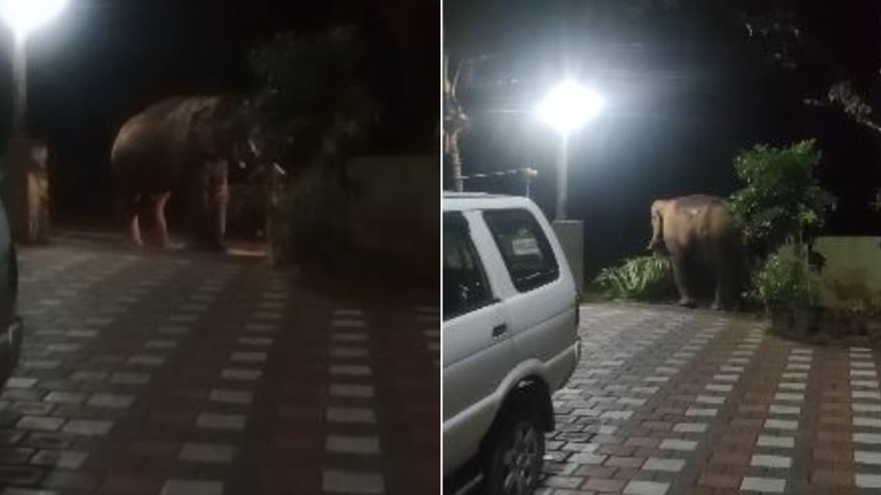 'ഒരു പരാതിയുണ്ട് സാറേ... അല്ലേ വേണ്ട ഈ പട്ട ഞാനിങ്ങ് എടുക്കുവാ...' സൈറണിട്ടതോടെ തടിയെടുത്ത് കാട്ടാന