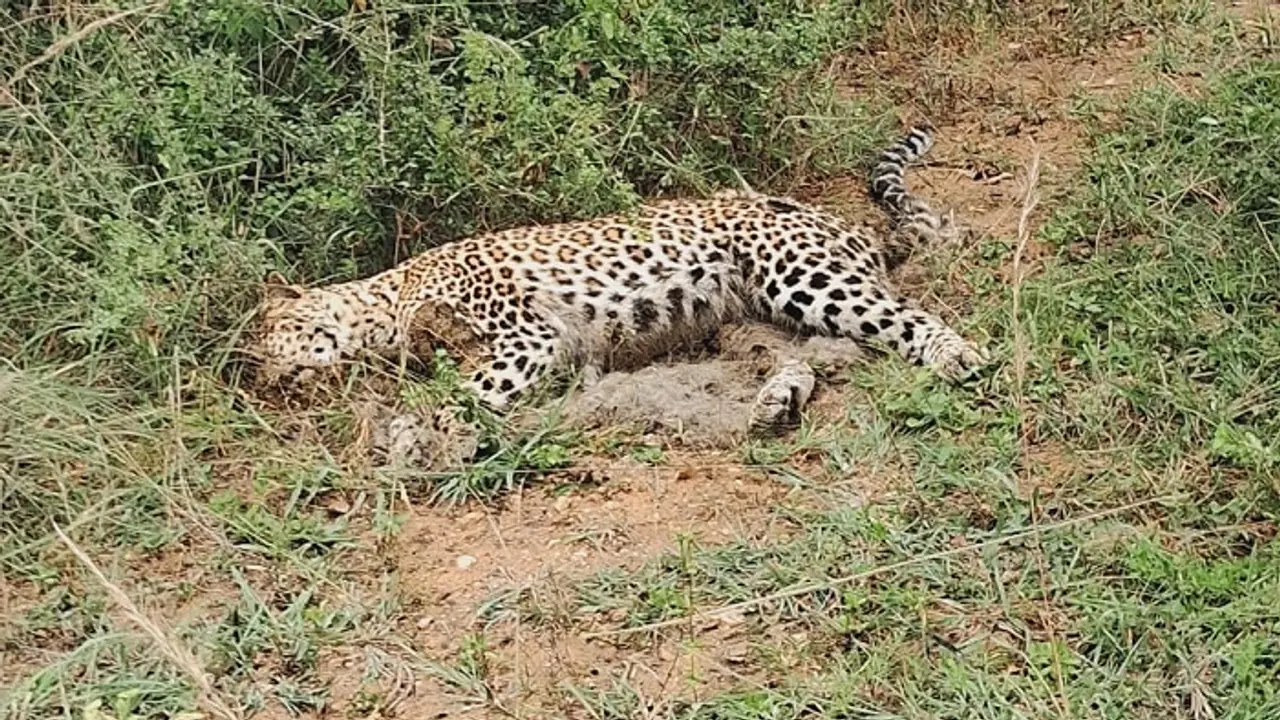 ಚಾಮರಾಜನಗರ: ಹಸಿವಿನಿಂದ ನರಳಿ ಪ್ರಾಣಬಿಟ್ಟ ಚಿರತೆ..! ಚಾಮರಾಜನಗರ: ಹಸಿವಿನಿಂದ ನರಳಿ ಪ್ರಾಣಬಿಟ್ಟ ಚಿರತೆ..!
