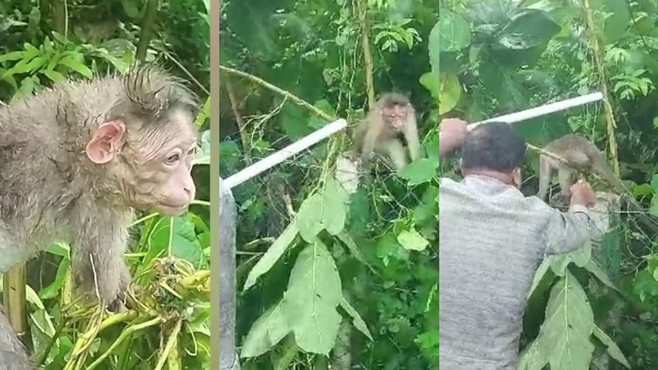 കുരങ്ങന്‍റെ കഴുത്ത് കമ്പി വേലിയിൽ കുടുങ്ങി; മരണ വെപ്രാളത്തിൽ പിടഞ്ഞു, കമ്പി വേലി മുറിച്ച് രക്ഷപ്പെടുത്തി