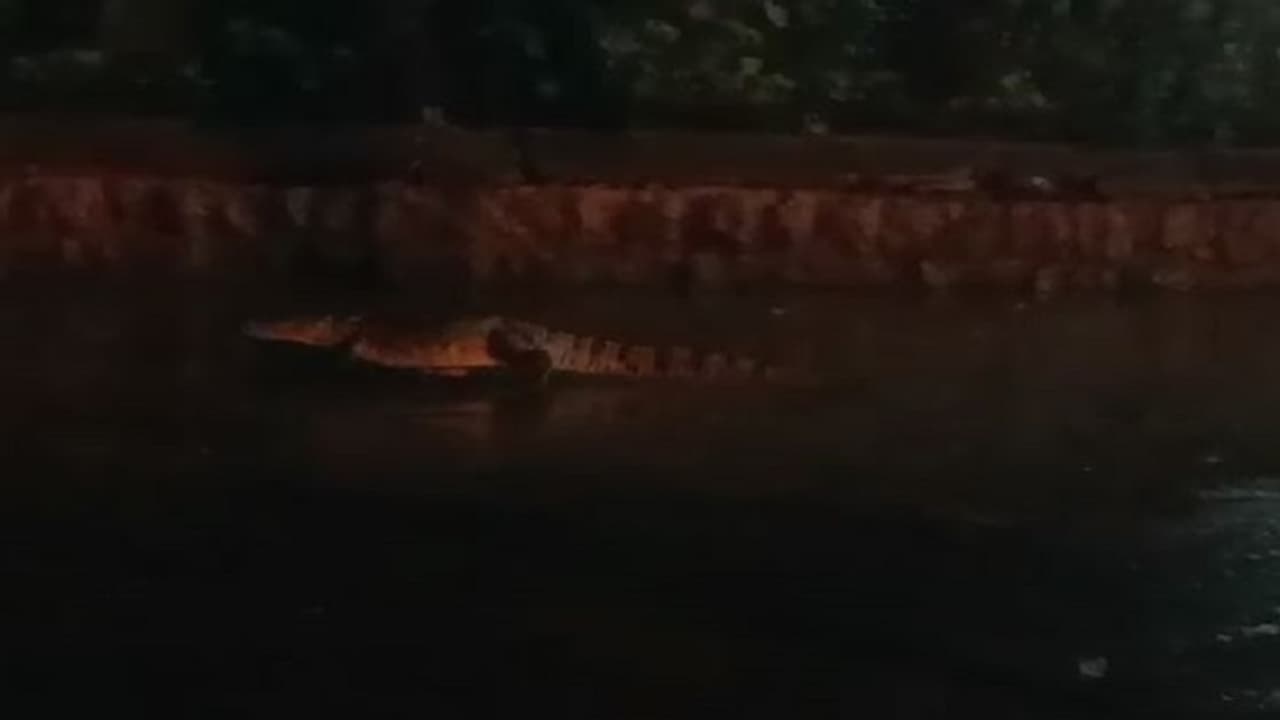 ಬಾಗಲಕೋಟೆ: ಜಮಖಂಡಿಯಲ್ಲಿ ಭಾರೀ ಮಳೆಗೆ ರಸ್ತೆಗೆ ಬಂದ ಮೊಸಳೆ, ಕಕ್ಕಾಬಿಕ್ಕಿಯಾದ ಜನತೆ..!