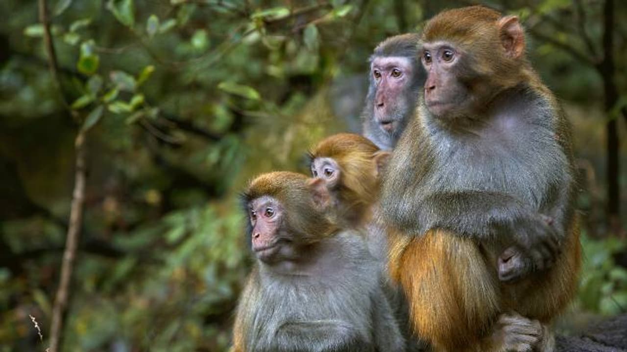 എഫ്‍സിഐ ഗോഡൗണിന്‍റെ തകർന്ന ജനലിലൂടെ കടന്ന നൂറിലേറെ കുരങ്ങുകൾ വിഷവാതകം ശ്വസിച്ച് ചത്തു, കേസ്