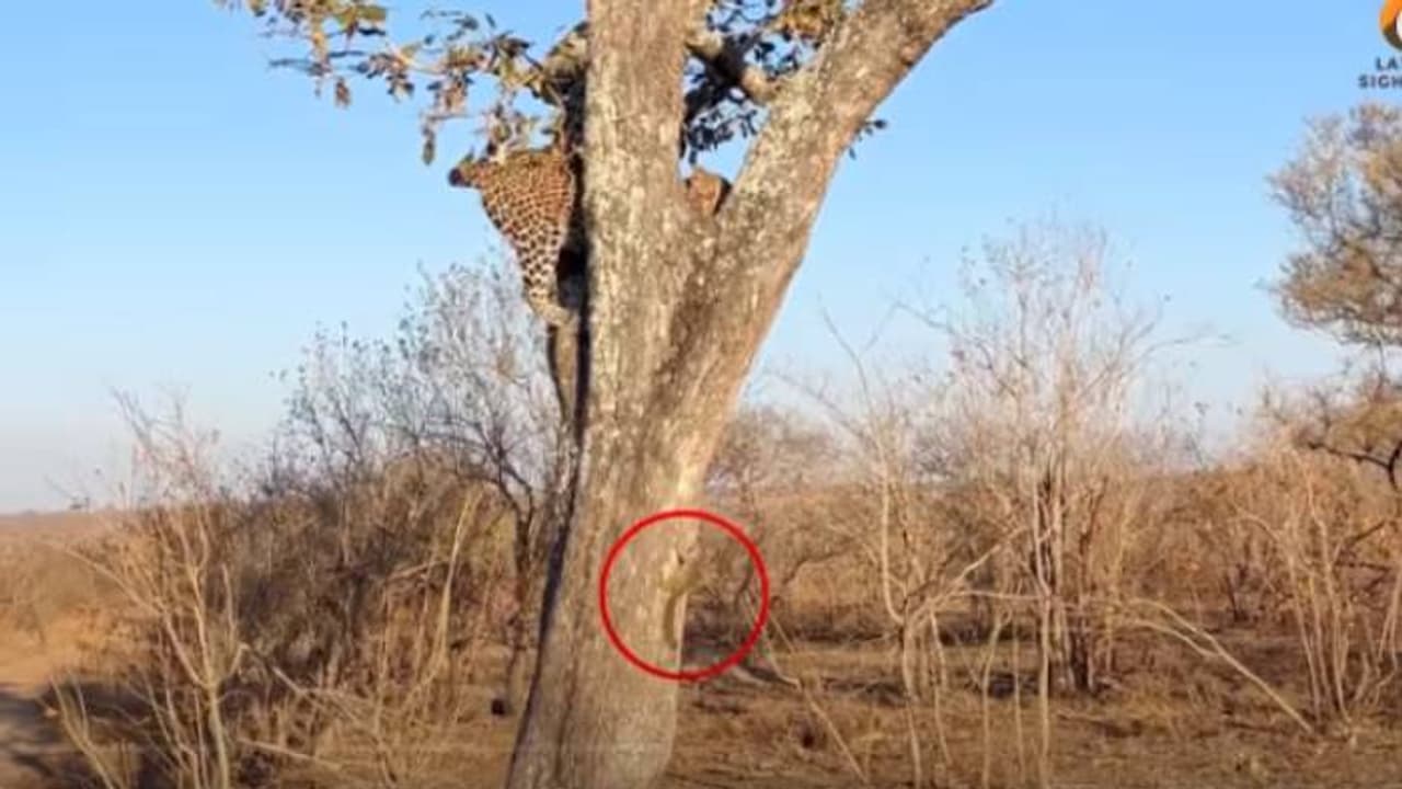 ഒടുക്കത്തെ ധൈര്യം തന്നെ നിനക്ക്; അണ്ണാനും പുള്ളിപ്പുലിയും നേർക്കുനേർ, പിന്നെ സംഭവിച്ചത് ഇത്