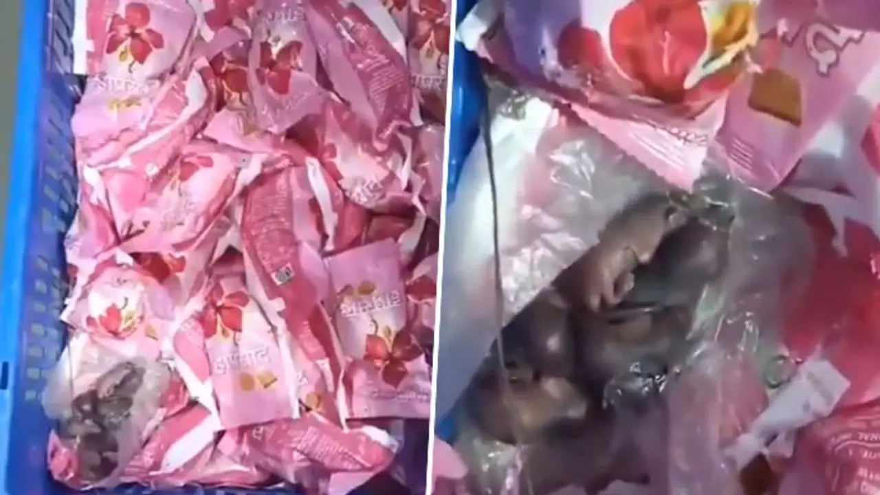 Mice in prasad? Siddhivinayak temple responds to viral video allegations Mice in prasad? Siddhivinayak temple responds to viral video allegations