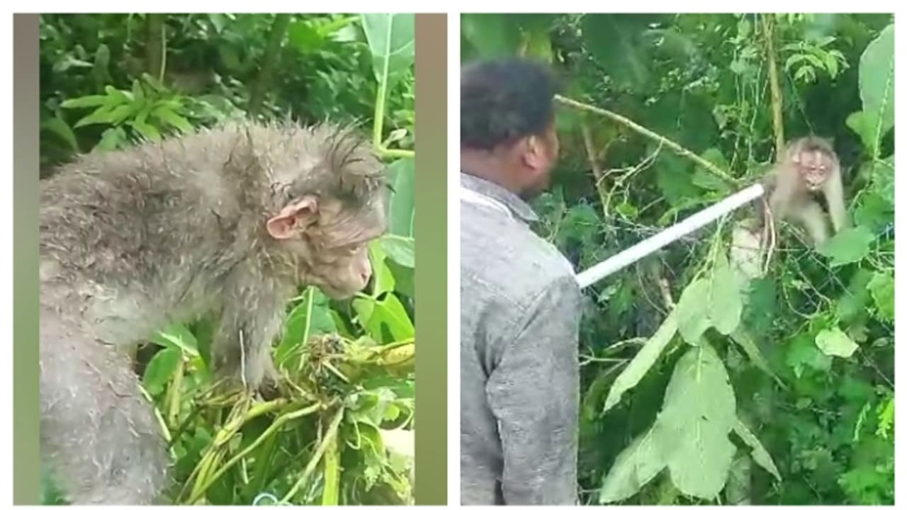 3 മണിക്കൂർ നേരത്തെ ശ്രമത്തിനൊടുവിൽ രക്ഷ; കമ്പിവേലിയിൽ തല കുടുങ്ങിയ കുരങ്ങിനെ രക്ഷിച്ച് ഉദ്യോഗസ്ഥന് 3 മണിക്കൂർ നേരത്തെ ശ്രമത്തിനൊടുവിൽ രക്ഷ; കമ്പിവേലിയിൽ തല കുടുങ്ങിയ കുരങ്ങിനെ രക്ഷിച്ച് ഉദ്യോഗസ്ഥന്