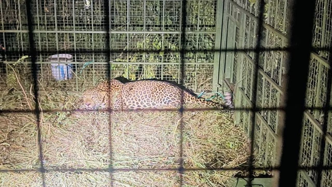 ಬೆಂಗಳೂರು: ಕೊನೆಗೂ ಬೋನಿಗೆ ಬಿದ್ದ ಚಿರತೆ, ನಿಟ್ಟುಸಿರು ಬಿಟ್ಟ ಎಲೆಕ್ಟ್ರಾನಿಕ್ ಸಿಟಿ ಜನತೆ..! ಬೆಂಗಳೂರು: ಕೊನೆಗೂ ಬೋನಿಗೆ ಬಿದ್ದ ಚಿರತೆ, ನಿಟ್ಟುಸಿರು ಬಿಟ್ಟ ಎಲೆಕ್ಟ್ರಾನಿಕ್ ಸಿಟಿ ಜನತೆ..!