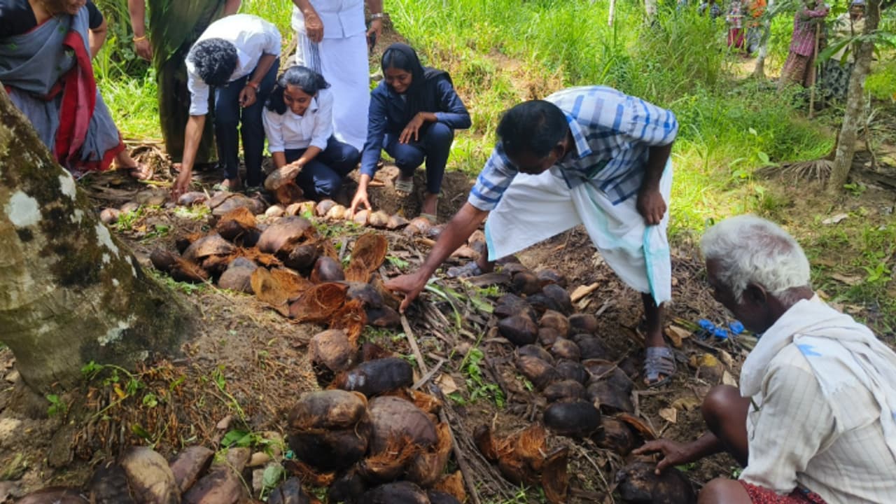 പ്രതാപകാലം ഓർമ്മയിൽ, വരൾച്ചയെ മറികടക്കാൻ തെങ്ങിന് പുതയിടൽ പദ്ധതി, കാണാൻ പോലുമില്ല 'കറുത്ത പൊന്ന്' പ്രതാപകാലം ഓർമ്മയിൽ, വരൾച്ചയെ മറികടക്കാൻ തെങ്ങിന് പുതയിടൽ പദ്ധതി, കാണാൻ പോലുമില്ല 'കറുത്ത പൊന്ന്'