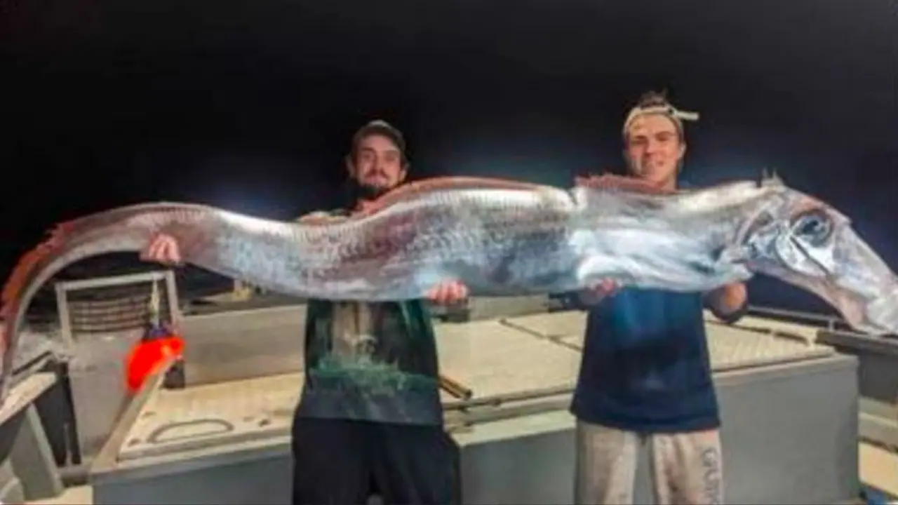 ಕರಾವಳಿಯಲ್ಲಿಅತೀ ಅಪರೂಪದ 'ಡೂಮ್ಸ್‌ ಡೇ ಫಿಶ್‌' ಪತ್ತೆ: ಇದಕ್ಕೂ ಪ್ರಾಕೃತಿಕ ವಿಕೋಪಕ್ಕೂ ಇದೆ ಸಂಬಂಧ!