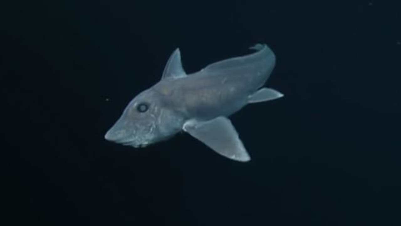 ഇരതേടുന്നത് സെൻസറുകളുടെ സഹായത്തിൽ, ശൽക്കമില്ലാത്ത ശരീരം, വീണ്ടും പ്രേതസ്രാവിനെ കണ്ടെത്തി ഗവേഷകർ ഇരതേടുന്നത് സെൻസറുകളുടെ സഹായത്തിൽ, ശൽക്കമില്ലാത്ത ശരീരം, വീണ്ടും പ്രേതസ്രാവിനെ കണ്ടെത്തി ഗവേഷകർ