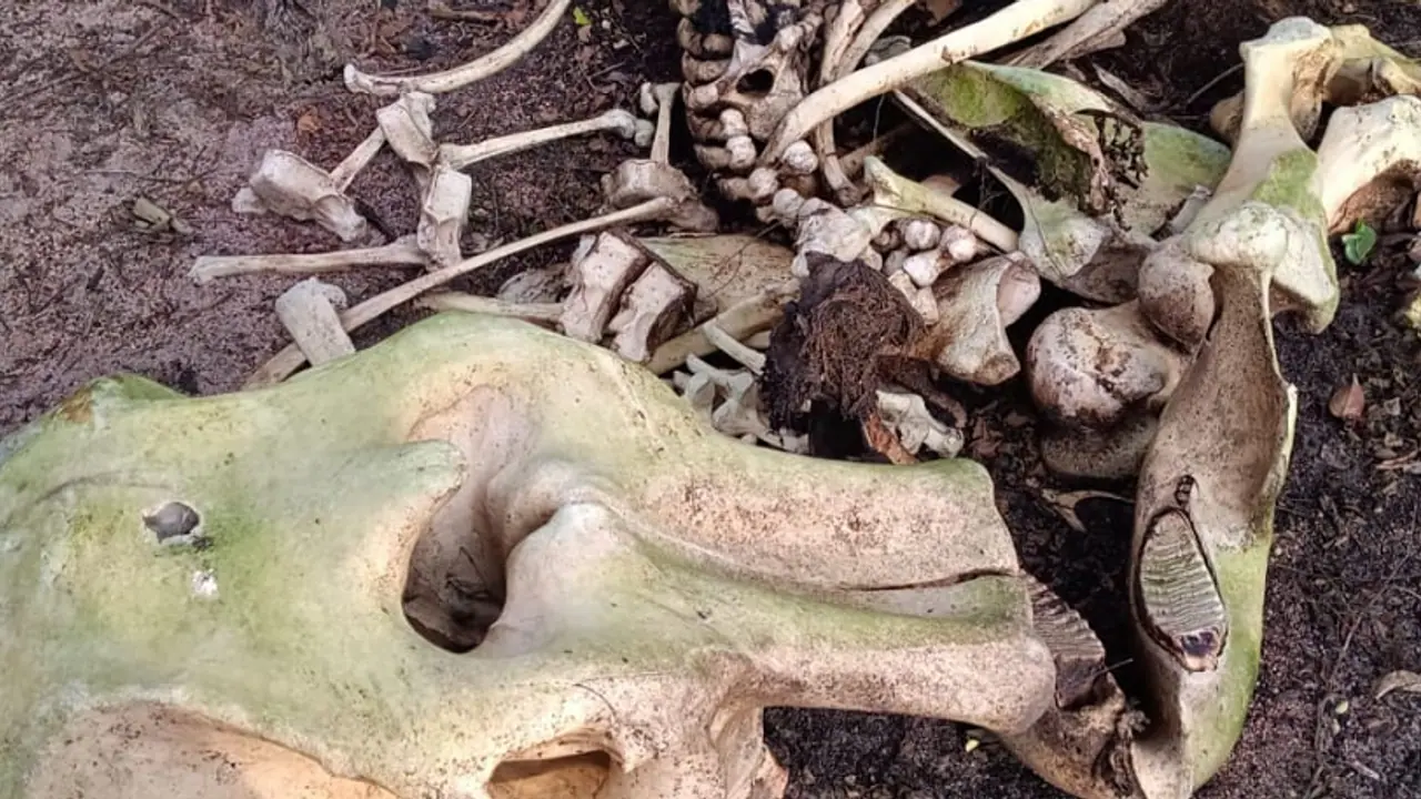 ಆನೆಯ ಹಣೆ ಮೇಲೆ 2 ಇಂಚಿನಷ್ಟು ಅಗಲದ ಗುಂಡಿನ ಗುರುತು ಪತ್ತೆ?: ದಂತಗಳು ನಾಪತ್ತೆ