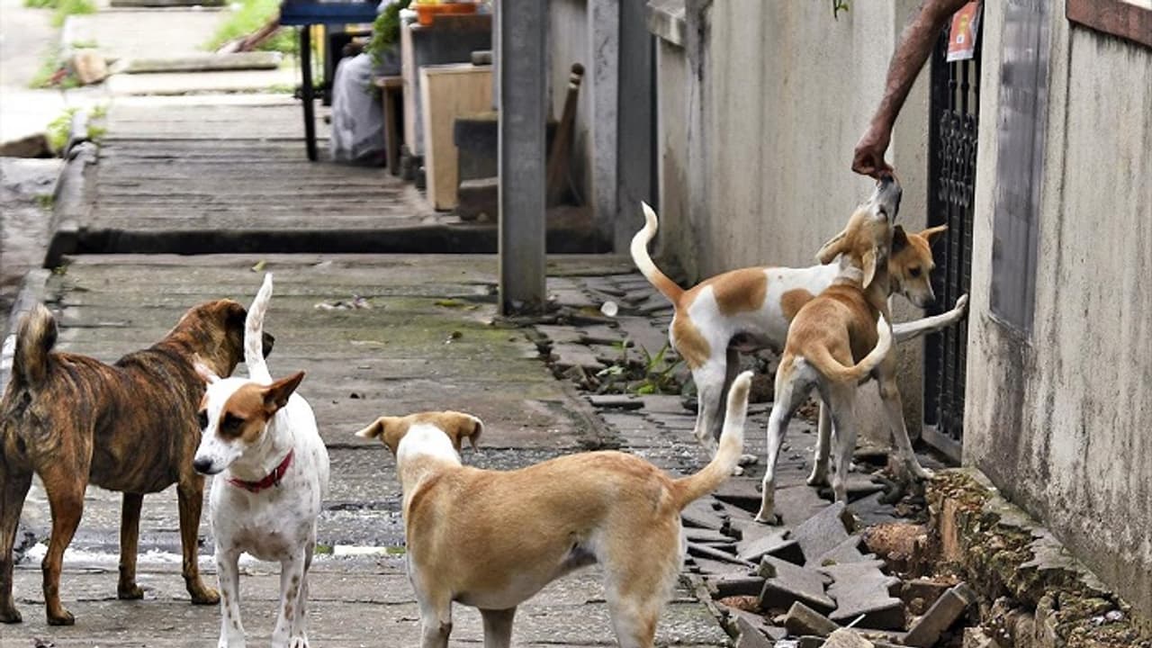 Bengaluru: ಬೀದಿನಾಯಿಗಳಿಗೆ ಬಿಬಿಎಂಪಿಯಿಂದಲೇ ಆಹಾರ? Bengaluru: ಬೀದಿನಾಯಿಗಳಿಗೆ ಬಿಬಿಎಂಪಿಯಿಂದಲೇ ಆಹಾರ?