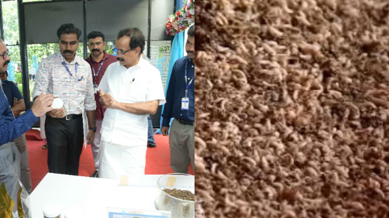 മാലിന്യത്തിൽ നിന്ന് മത്സ്യത്തീറ്റ; പട്ടാളപ്പുഴുക്കളെയിറക്കി സമുദ്രമത്സ്യ ഗവേഷണ സ്ഥാപനം മാലിന്യത്തിൽ നിന്ന് മത്സ്യത്തീറ്റ; പട്ടാളപ്പുഴുക്കളെയിറക്കി സമുദ്രമത്സ്യ ഗവേഷണ സ്ഥാപനം