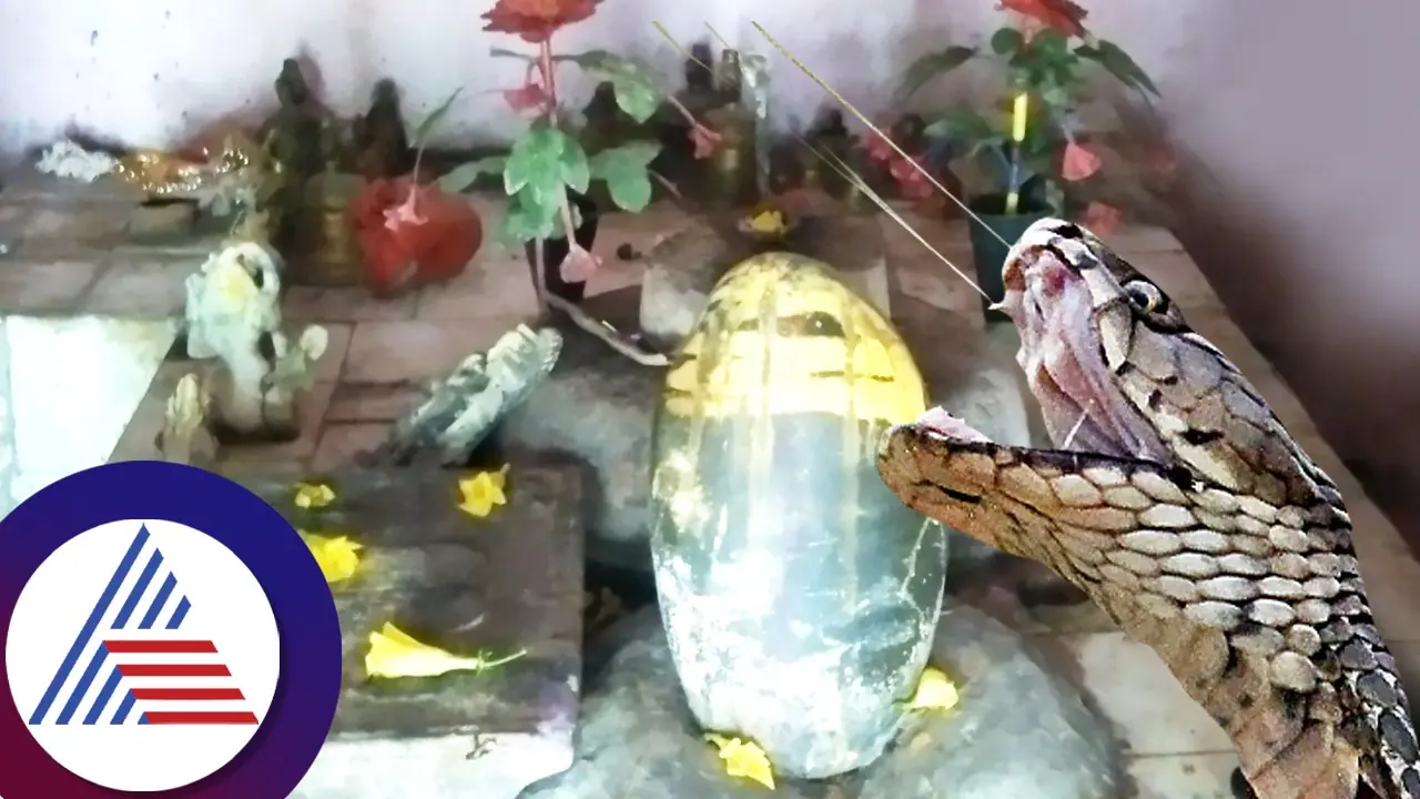  ಹಾವು ಕಚ್ಚಿದ್ರೆ ದೇವಸ್ಥಾನಕ್ಕೆ ಬರ್ತಾರೆ ಜನ, ನಡೆಯುತ್ತೆ ಪವಾಡ!