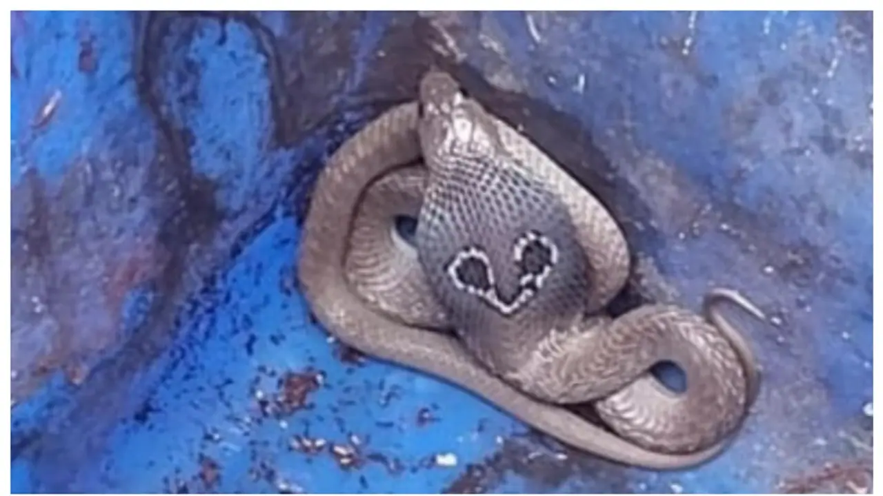 ഭയം വിതച്ച് നഗര ഹൃദയത്തില്‍ ഒരു മൂർഖന്‍; മുന്നറിയിപ്പ്, പിന്നാലെ അതിസാഹസികമായ പിടികൂടല്‍ 