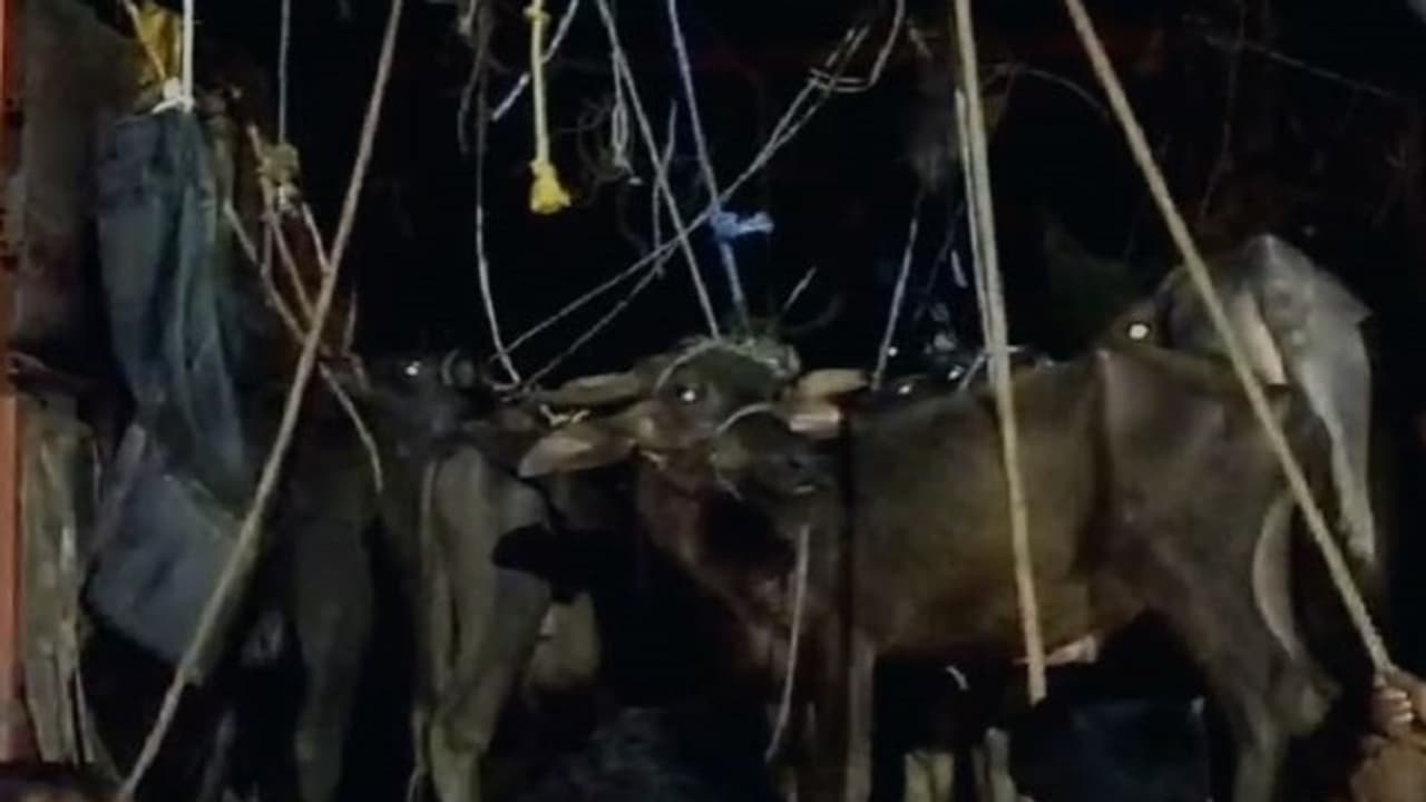 ಶಿವಮೊಗ್ಗ: ವಾಹನದಲ್ಲಿ ಹಿಂಸಾತ್ಮಕವಾಗಿ ಸಾಗಿಸುತ್ತಿದ್ದ 37 ಗೋವುಗಳ ರಕ್ಷಣೆ ಶಿವಮೊಗ್ಗ: ವಾಹನದಲ್ಲಿ ಹಿಂಸಾತ್ಮಕವಾಗಿ ಸಾಗಿಸುತ್ತಿದ್ದ 37 ಗೋವುಗಳ ರಕ್ಷಣೆ