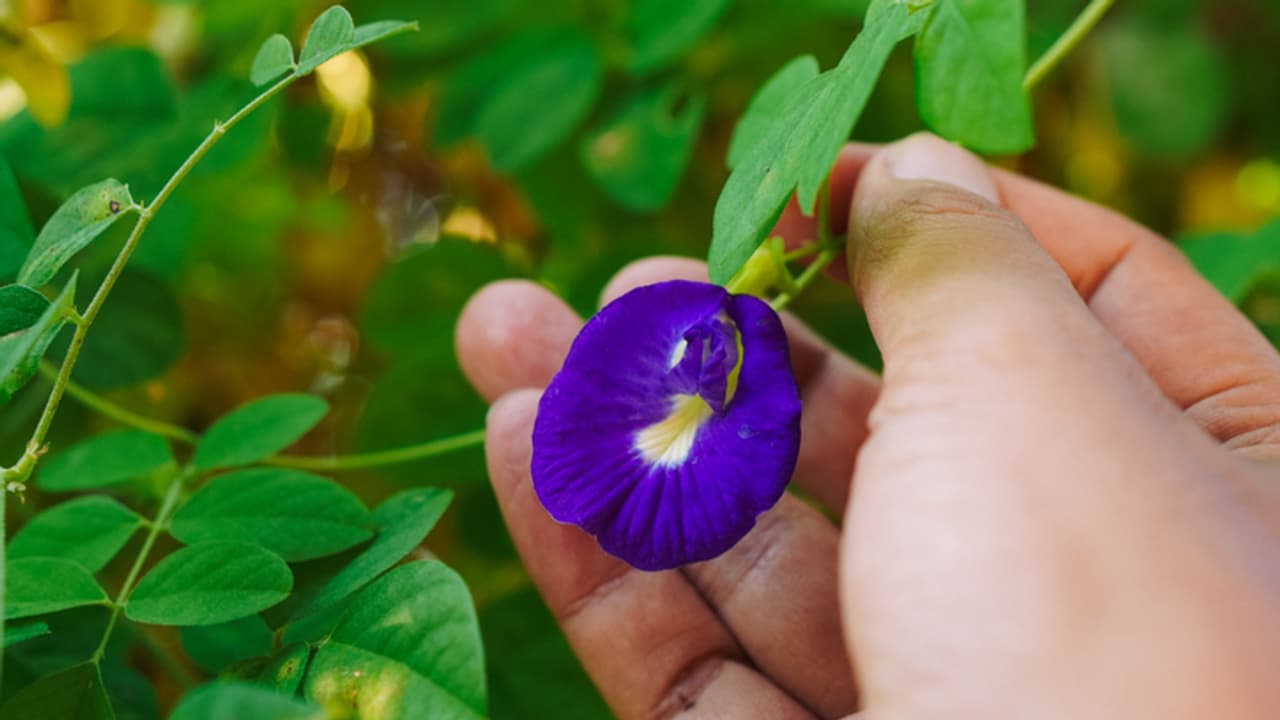 Aparajita flower Aparajita flower