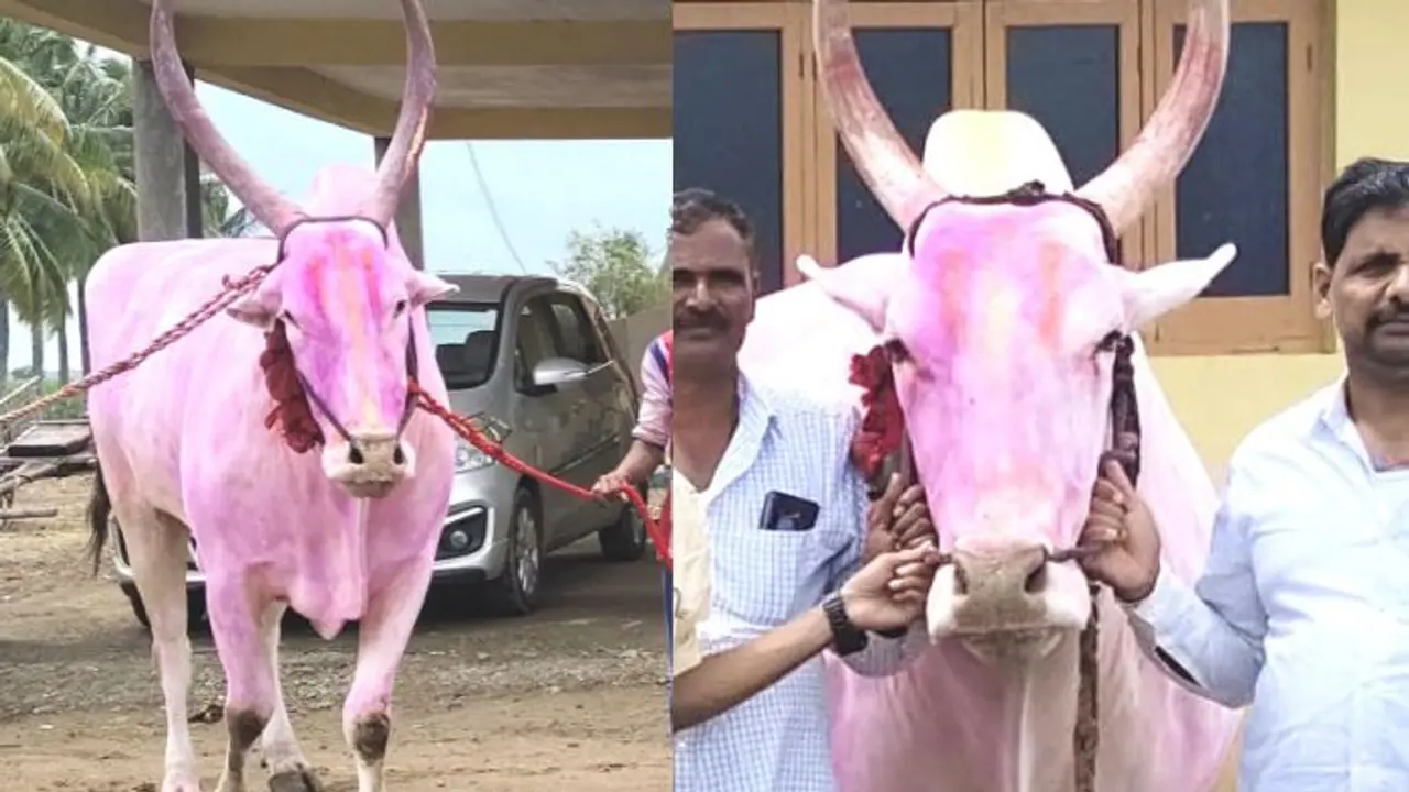 ಫಾರ್ಚೂನರ್ ಕಾರ್ಗಿಂತ ಹೆಚ್ಚು ಬೆಲೆಯ ಎತ್ತುಗಳು; ಲಕ್ಷಾಂತರ ಹಣ ನೀಡಿ ರೈತರು ಪ್ರೀತಿಯಿಂದ ಸಾಕಾಗೋದೇಕೆ? ಫಾರ್ಚೂನರ್ ಕಾರ್ಗಿಂತ ಹೆಚ್ಚು ಬೆಲೆಯ ಎತ್ತುಗಳು; ಲಕ್ಷಾಂತರ ಹಣ ನೀಡಿ ರೈತರು ಪ್ರೀತಿಯಿಂದ ಸಾಕಾಗೋದೇಕೆ?