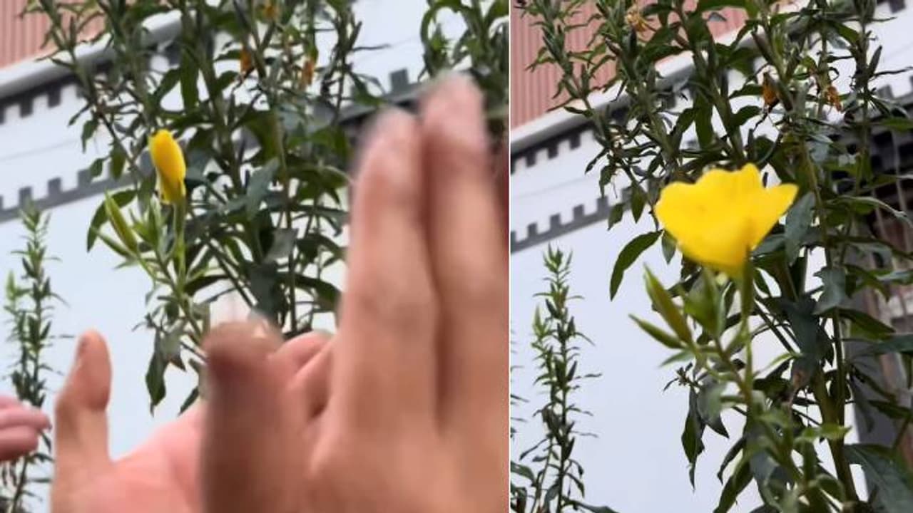 കൈകൊട്ടിയാൽ വിടരുന്ന പൂക്കളോ? കാഴ്ചക്കാരെ അമ്പരപ്പിച്ച് വീഡിയോ