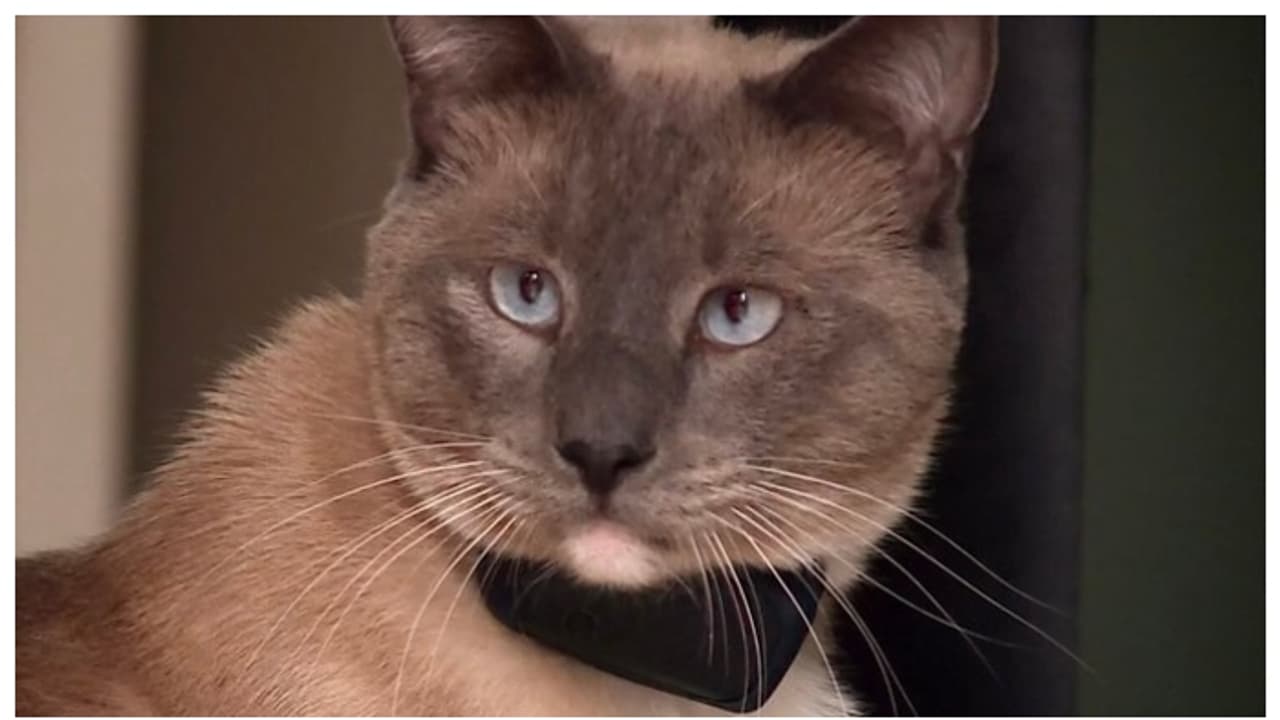 രണ്ട് മാസം, 1,200 കിലോമീറ്റർ ദൂരം; പാർക്കിൽ നിന്നും നഷ്ടപ്പെട്ട കുടുംബത്തെ കണ്ടെത്താൻ ഒരു പൂച്ച സഞ്ചരിച്ചത്