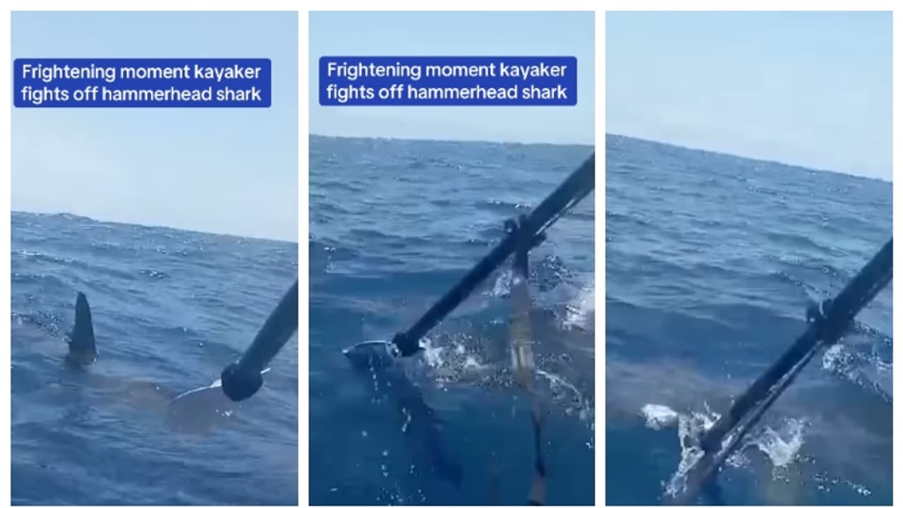 നടുക്കടലില്‍ സ്രാവുമായി ജീവന്‍മരണ പോരാട്ടം നടത്തി കയാക്കര്‍; ഭയപ്പെടുത്തുന്ന വീഡിയോ വൈറല്‍