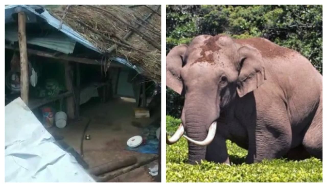 ചിന്നക്കനാലിൽ വീണ്ടും ആക്രമണവുമായി ചക്കക്കൊമ്പൻ; വീട് തകർത്തു; പടക്കം പൊട്ടിച്ച് തുരത്തി ചിന്നക്കനാലിൽ വീണ്ടും ആക്രമണവുമായി ചക്കക്കൊമ്പൻ; വീട് തകർത്തു; പടക്കം പൊട്ടിച്ച് തുരത്തി