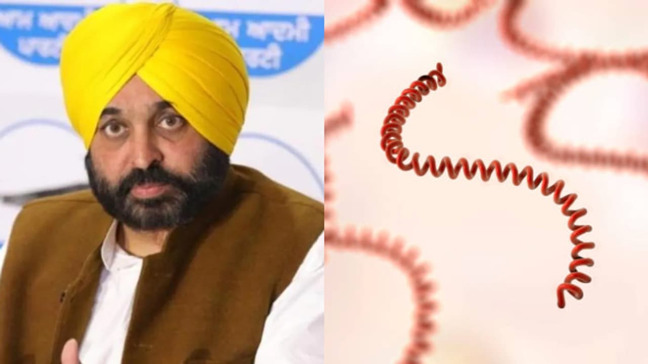 Punjab CM Bhagwant Mann diagnosed with Leptospirosis: What you need to know about the disease
