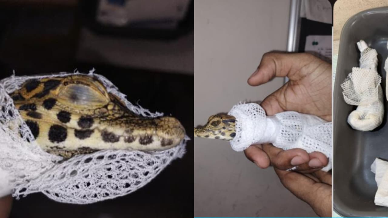 ടൂത്ത് പേസ്റ്റ് കവറിൽ ചെറിയ അനക്കം, തുറന്നപ്പോൾ പുറത്ത് ചാടിയത് മുതലക്കുഞ്ഞുങ്ങൾ, അറസ്റ്റ് ടൂത്ത് പേസ്റ്റ് കവറിൽ ചെറിയ അനക്കം, തുറന്നപ്പോൾ പുറത്ത് ചാടിയത് മുതലക്കുഞ്ഞുങ്ങൾ, അറസ്റ്റ്