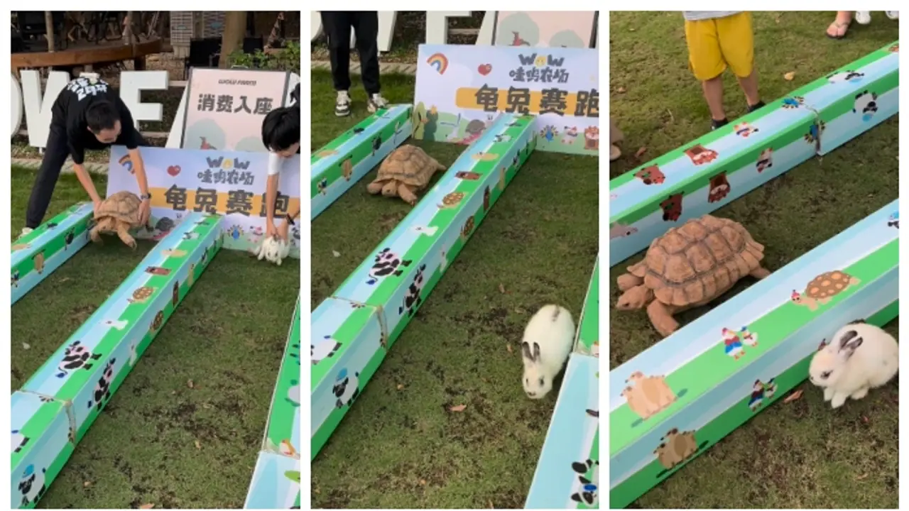 'ഇതിഹാസങ്ങള്‍ തെറ്റില്ല'; അതൊരു വെറും കഥയായിരുന്നില്ല. ജയിച്ചത് ആമ തന്നെ; വീഡിയോ വൈറല്‍ 