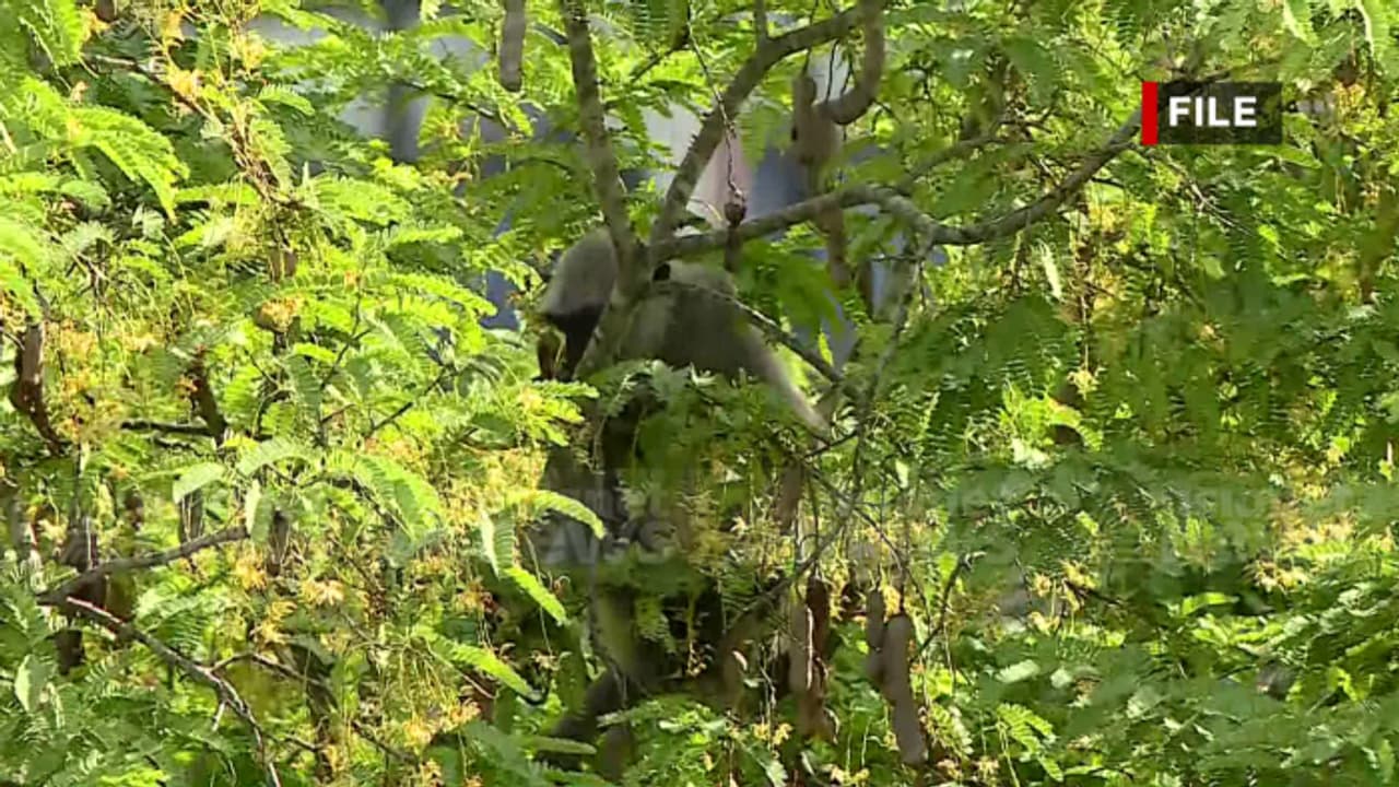 തിരുവനന്തപുരം മൃഗശാലയിൽ നിന്ന് മൂന്ന് ഹനുമാൻ കുരങ്ങുകൾ കൂട്ടിൽ നിന്ന് പുറത്തുചാടി; പിടിക്കാൻ ശ്രമം തിരുവനന്തപുരം മൃഗശാലയിൽ നിന്ന് മൂന്ന് ഹനുമാൻ കുരങ്ങുകൾ കൂട്ടിൽ നിന്ന് പുറത്തുചാടി; പിടിക്കാൻ ശ്രമം