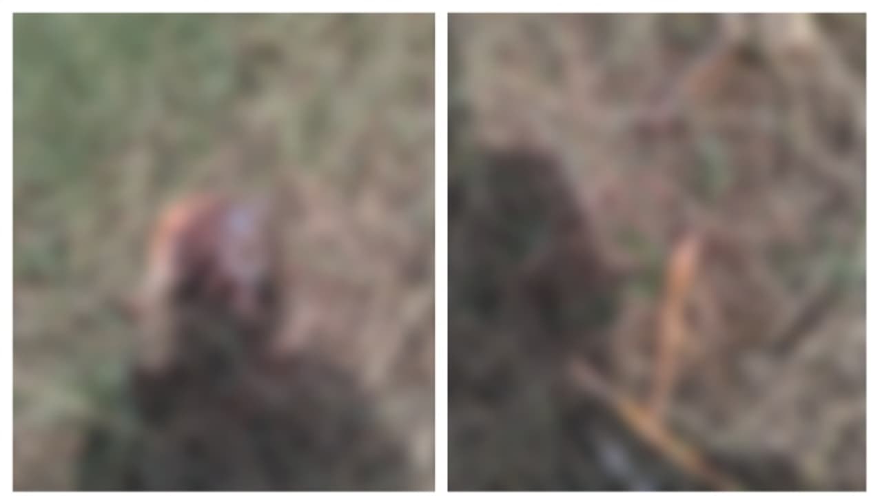 തൃശൂരിൽ പാടത്ത് ട്രാക്ടർ കൊണ്ട് ഉഴുന്നതിനിടെ അസ്ഥികൂടം കണ്ടെത്തി തൃശൂരിൽ പാടത്ത് ട്രാക്ടർ കൊണ്ട് ഉഴുന്നതിനിടെ അസ്ഥികൂടം കണ്ടെത്തി