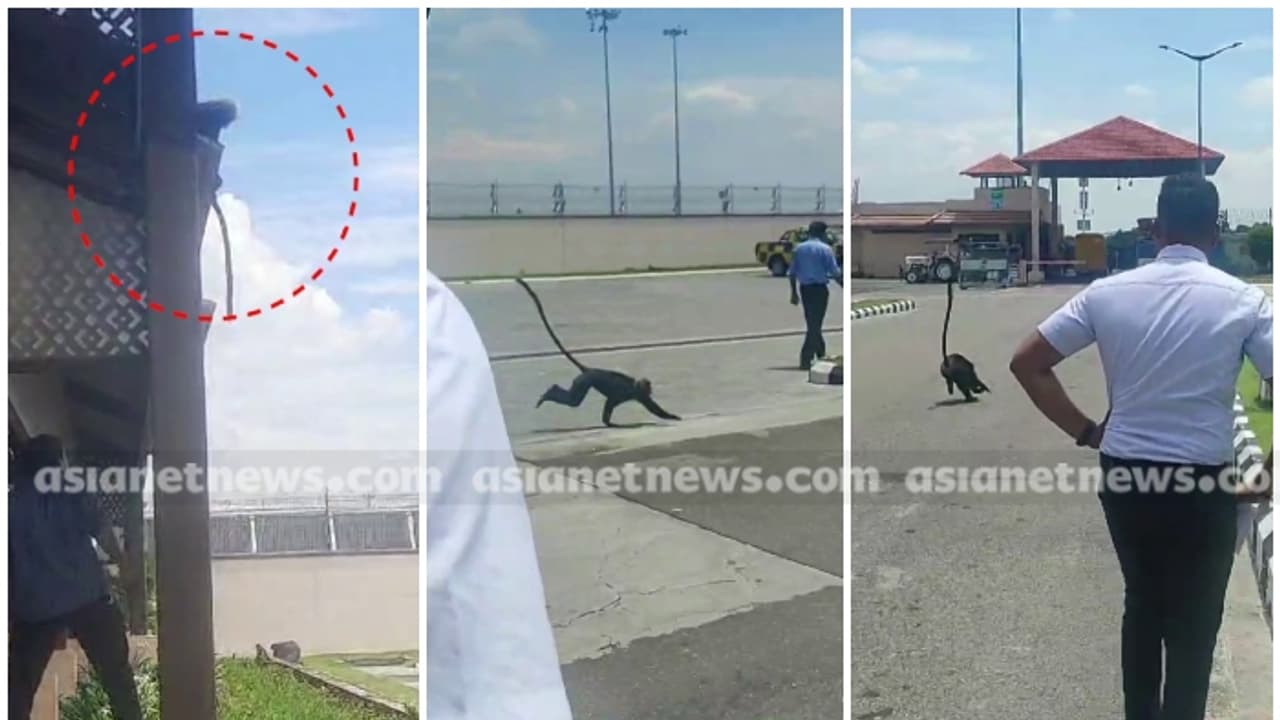 ആദ്യം കണ്ടത് പാല മരത്തിന് മുകളിൽ, പിന്നെ ചാടിയെത്തിയത് കൊച്ചി വിമാനത്താവളത്തിലേക്ക്; തലവേദനയായി കുരങ്ങ് ആദ്യം കണ്ടത് പാല മരത്തിന് മുകളിൽ, പിന്നെ ചാടിയെത്തിയത് കൊച്ചി വിമാനത്താവളത്തിലേക്ക്; തലവേദനയായി കുരങ്ങ്