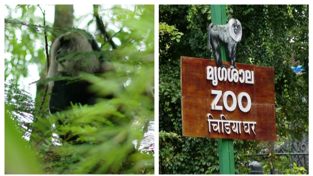  ചാടിപ്പോയത് 3 പെണ്‍ ഹനുമാൻ കുരങ്ങുകൾ, ഇത് രണ്ടാംതവണ; തിരികെയെത്തിക്കാൻ ശ്രമം തുടരുന്നതായി അധികൃതര്‍