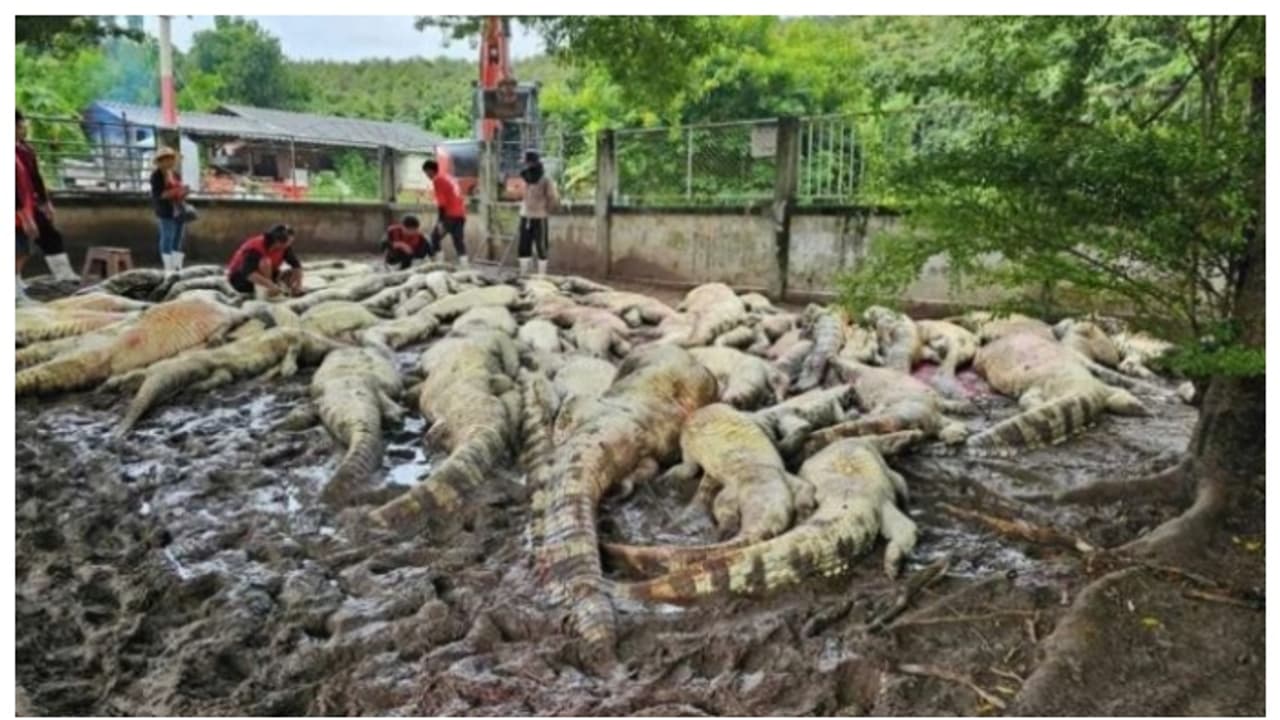 'ഹൃദയഭേദകം ആ തീരുമാനം'; ജനസുരക്ഷയ്ക്കായി ഫാം ഉടമ 125 മുതലകളെ കൊന്നൊടുക്കി 