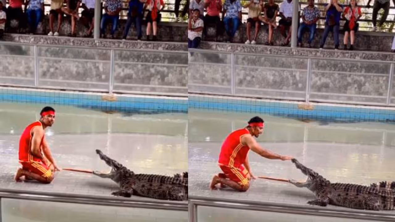 ഭയാനകം ഈ ദൃശ്യങ്ങൾ; സാഹസികപ്രകടനം അതിരുകടന്നു, മുതലയുടെ വായിൽ കയ്യിട്ട് യുവാവ്, പിന്നെ സംഭവിച്ചത് 