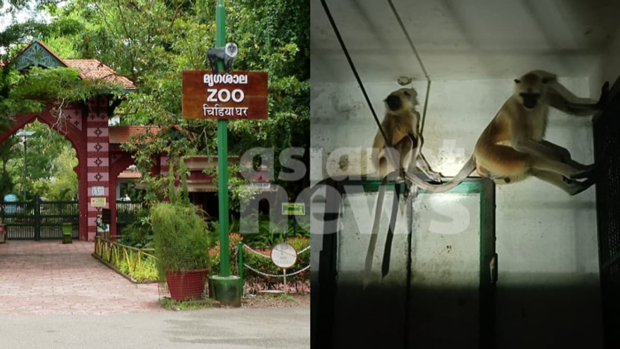 2 ഹനുമാൻ കുരങ്ങുകൾ കൂട്ടിലാക്കി; പിടികൂടിയത് ഭക്ഷണം എടുക്കാൻ എത്തിയപ്പോള്, ഒന്ന് മരത്തിന് മുകളിൽ തന്നെ 2 ഹനുമാൻ കുരങ്ങുകൾ കൂട്ടിലാക്കി; പിടികൂടിയത് ഭക്ഷണം എടുക്കാൻ എത്തിയപ്പോള്, ഒന്ന് മരത്തിന് മുകളിൽ തന്നെ